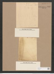 Pleurosigma angulatum (Queck.) W.Sm. (de-Toni-Nr.: Genus 13, Species 1001) Zeichnungen Sammlung Grunow Nr. 1986 (NHMW-BOT-W0368831)